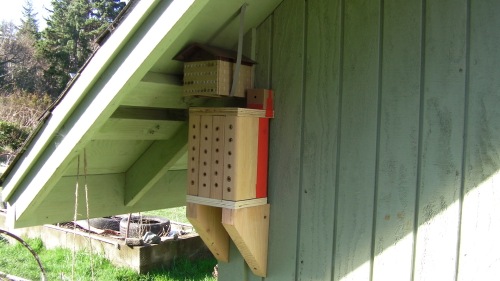 Mason Bee Nests in place