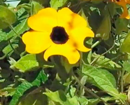 Black-Eyed Susan with leaf cutter 'cut-outs
