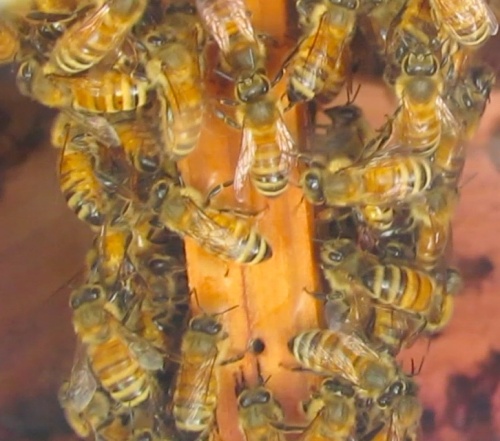 At 11-05 am, bees are crawling up t-post ladders already.