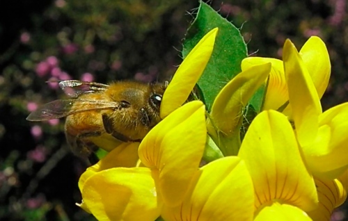 The flower provides the nectar to attract the bee.  The bee lands on the flower, pulls the petals apart to reveal the pistil.  The flower shoots out pollen which the bee carries away.