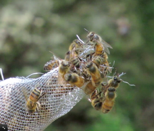 Bees are leaving through the one-way exit