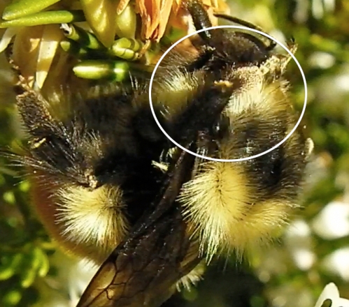 As she grooms herself with her front legs, you can see what looks to be a static electricity charge on her bee fuzz...shows up better on the video.