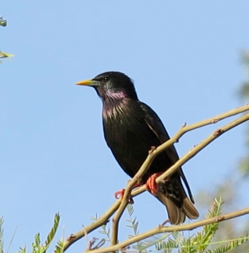 Thanks to Lauren Harter for the name of this European Starling.