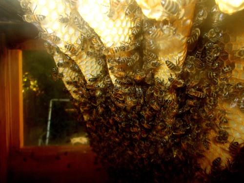 A quick check inside the hive shows no measurable comb building occurred during August.  The colony population also appears unchanged.