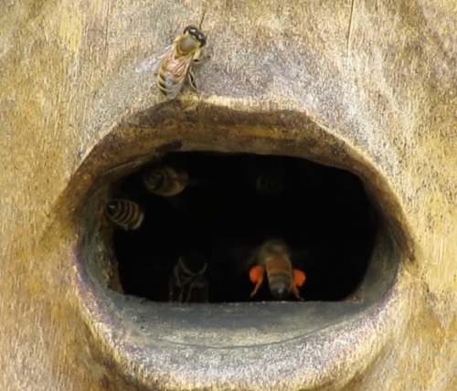 July 14, 2014...July 14, 2014...When I saw reddish orange pollen coming into my Bee-atrice Log Hive, I wondered where it was coming from.being transported into the hive...perhaps nectar too?