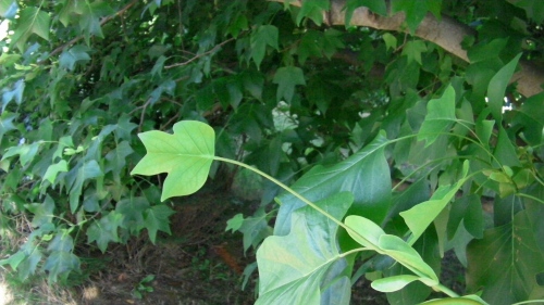 7 smallish leaf