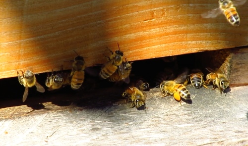 September 28...the activity around the hive has picked up dramatically.  No more milling about.  Bees are bringing in pollen.
