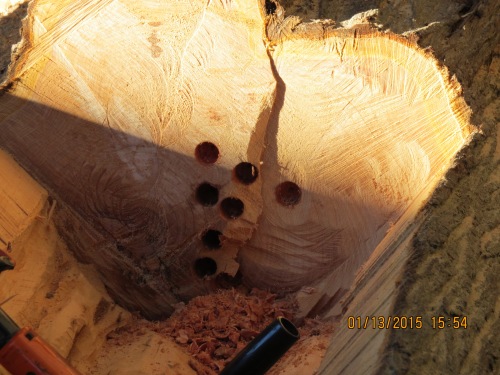 The start of the 'bowl.'  I want to have a little cavity on the bottom of the hive.  I'll place a pile of sawdust and maybe some leaves to create habitat for sow bugs, earwigs, pseudoscorpions, and whatever else should be living in a tree.  When mites fall down, they can get devoured.