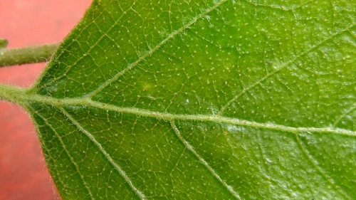 Aug. 13...I shot another leaf with a new camera. This is just to see how well the zoomed close up option works.