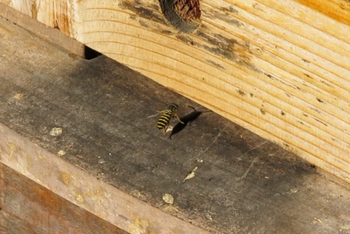 I shot some video on the Warre hive just to make sure what was going into the hive were wasps. Yes, there were some robber bees, but mostly wasps.