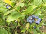3337 Blueberries, 6-9-16 copy