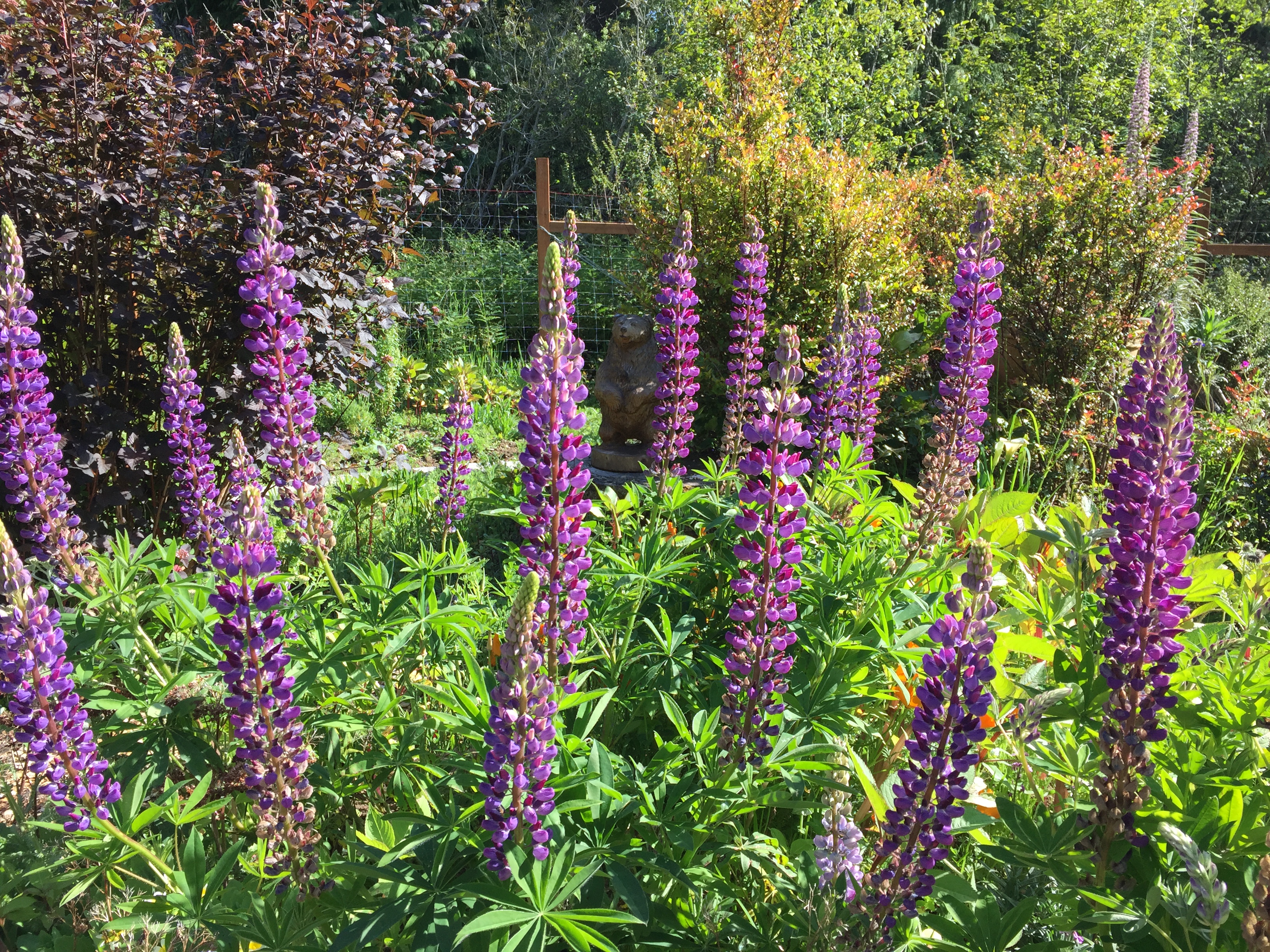 Lupines Get Pollinated…and It’s Complicated